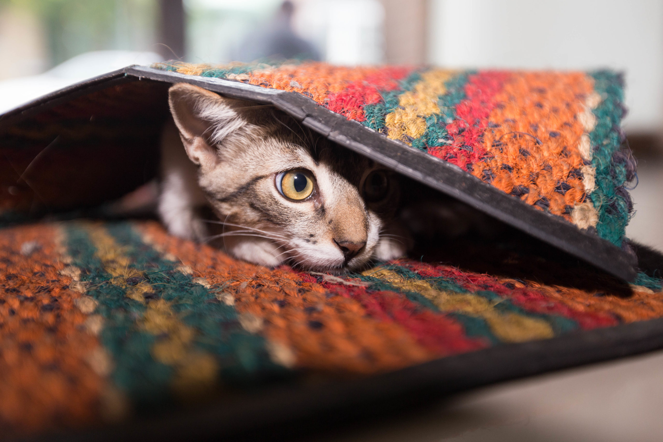 chat caché sous le tapis